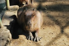 Bettembourg Parc Merveilleux 11 8 2012 Capybara 04 capybara 6 3 14 b (600 x 402)